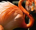 Vibrant Corals of Flamingos at Zoo