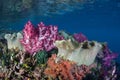 Vibrant Corals on Reef in Raja Ampat