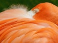 Vibrant Corals of a Sleeping Flamingo at the Milwaukee Zoo