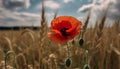 Vibrant corn poppy blossoms in tranquil meadow under summer sun generated by AI