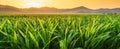 The vibrant cornfield basking in the golden sunset glow..AI generated image Royalty Free Stock Photo
