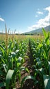 Vibrant cornfield with blue sky and mountain background on a sunny day Royalty Free Stock Photo