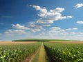 Vibrant Cornfield Landscape with Clear Blue Sky, Generative AI