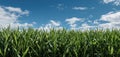 The vibrant cornfield under a bright blue sky with fluffy clouds. AI generated image Royalty Free Stock Photo