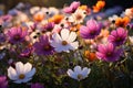 Vibrant cosmos flowers in meadow with bokeh and soft focus, scenic nature in spring and summer