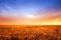 A vibrant country field in harvest. Beautiful sunset in a field of ripe wheat. Scenic dramatic light. Gorgeous nature Royalty Free Stock Photo