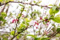 Vibrant crab apple tree in full bloom, with clusters of pink blossoms adding a burst of color