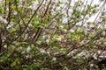 Vibrant crab apple tree in full bloom, with clusters of pink blossoms adding a burst of color