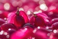 Vibrant cranberry blossoms with dewy pink petals and sparkling light Royalty Free Stock Photo