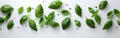 Fresh Basil Kitchen Banner - Food Photography with Herbs and Spices for Culinary Design on White Background Royalty Free Stock Photo
