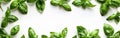 Fresh Basil Kitchen Banner on White Background - Culinary Design with Herbs and Spices Royalty Free Stock Photo