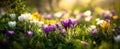 The Vibrant Crocus Blooms Bringing Spring to Life in a Sunny Meadow AI generated image Royalty Free Stock Photo