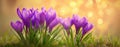 The vibrant crocus flowers bloom beautifully against a soft, glowing background. AI generated image Royalty Free Stock Photo