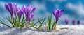 The vibrant crocus flowers blooming beautifully through the snow in spring. AI generated image Royalty Free Stock Photo