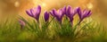The vibrant crocus flowers blooming beautifully in a sunlit spring garden. AI generated image Royalty Free Stock Photo