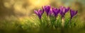 The vibrant crocus flowers blooming in sunlight on a serene spring day. AI generated image Royalty Free Stock Photo