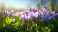 The vibrant crocus flowers blooming in sunlight during springtime. AI generated image Royalty Free Stock Photo