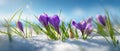 The vibrant crocus flowers emerging from the snow in early springtime. AI generated image Royalty Free Stock Photo
