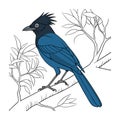 Vibrant Curl-crested Jay Bird Artwork Royalty Free Stock Photo