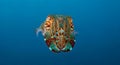 Vibrant Cuttlefish Displays Incredible Patterns and Colors in Deep Blue Ocean Royalty Free Stock Photo