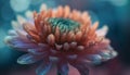 Vibrant dahlia blossom, wet with water droplets generated by AI