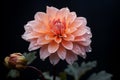 Vibrant Dahlia Flower in Bloom