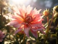 A pink flower with yellow center