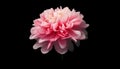 Vibrant dahlias bloom in nature beauty, a gift of love generated by AI