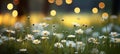 Vibrant daisy colors on a soft bokeh background with ample copy space for text placement Royalty Free Stock Photo