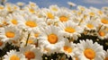 Vibrant Daisy Field In Stunning C-mount Lens Style