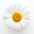 Stunning White Daisy Flower On White Background - National Geographic Style