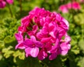 A vibrant dark mauve geranium flowers close up in the garden.