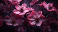 vibrant dark pink flowers