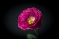 Vibrant dark pink Lisianthus with water drops isolated on a black background.