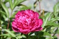 Vibrant Dark Pink Peony Flower Blossom Blooming