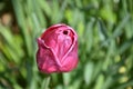 Vibrant Dark Pink Tulip Flower Blossom Flowering in a Garden Royalty Free Stock Photo