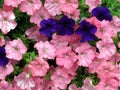 Vibrant dark purple mixed with pink petunias