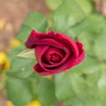 A vibrant dark purple rose bud top view on a blurred green background.
