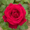 A vibrant dark purple rose top view on a blurred green background.