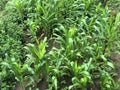 Vibrant Day of Floral Growth in Nature. Corn Farming in Nepal