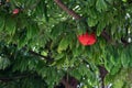 Vibrant Decorous Red Flowering Gum Tree Blooming in Striking Visual Glory Royalty Free Stock Photo