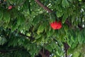 Vibrant Decorous Red Flowering Gum Tree Blooming in Striking Visual Glory