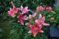 A vibrant yet delicate Asiatic lily, Lilium, pink at the end of flowering. Berlin, Germany