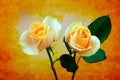 Exotic pair of classic peach roses on soft grunge background