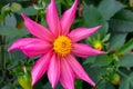 Vibrant delicate star-shaped pink dahlia flower with yellow core on summer sunlight in the garden. Blooming dahlias flowers. Royalty Free Stock Photo