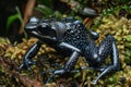 Vibrant dendrobates tinctorius azureus dart frog close up perched on lush green moss