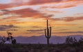 Desert Sunrise With Cactus & Purple Mountains Royalty Free Stock Photo