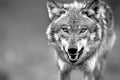 Snarling Wolf - Intense and Detailed Wildlife Illustration Royalty Free Stock Photo