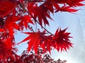 Vibrant and detailed landscape of red foliage in front of a bright blue sky.