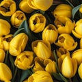 Vibrant and detailed seamless pattern high quality, photo realistic top view of yellow tulips